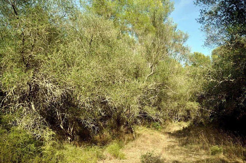 Rustic Land-plot In Sa... — photo 11