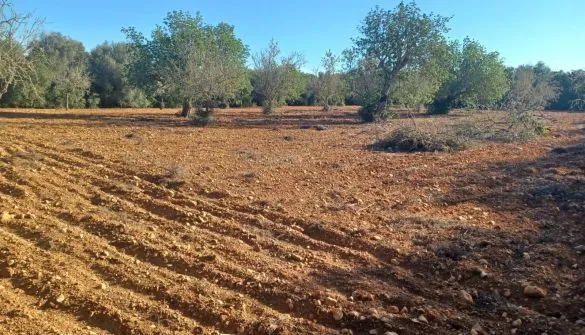 Countryside property in Son... — photo 10