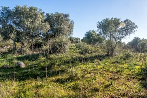 S'Aranjassa, beautiful finca project in S'Aranjassa — photo 4