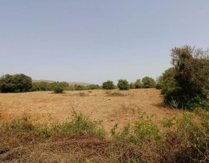 Beautiful rustic finca near the village of Arta — photo 9