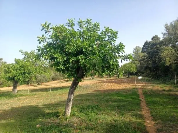 Plot in Felanitx — photo 6