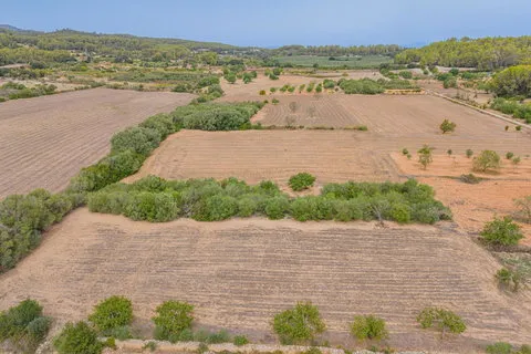 Land in Porreres, Mallorca — photo 5