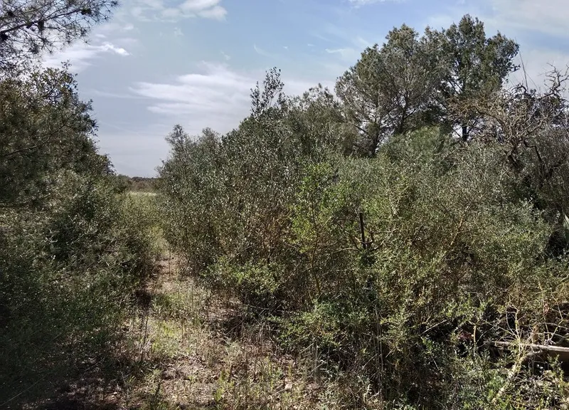 Large Rustic Land near Campos, Mallorca — photo 2