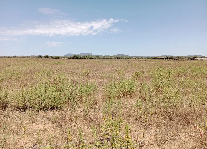 Country Land with Planning Project in Campos, Mallorca — photo 3