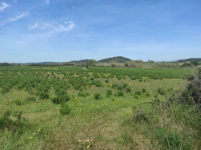 For Sale: Magnificent Estate of 24,800m2 with Project for a 350m2 Single-Family Home in Sineu — photo 6