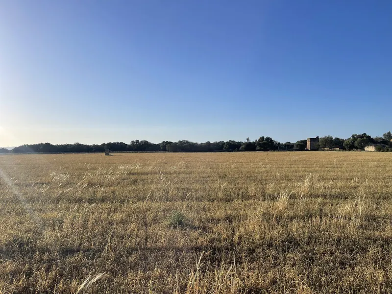 Plot Between Campos and Sa Rapita — photo 9