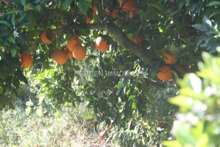 Charming Finca with Holiday Rental License (ETV) near Sa Pobla – Mallorca — photo 10