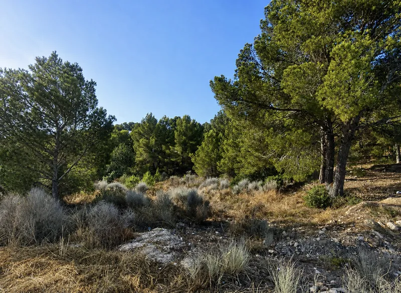 Plot with sea views, 600 m from the sea, in Cala Vinyes, Calviá — photo 3