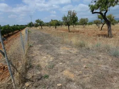 Rural Land - Binissalem, Built Surface 8502 m², Plot Surface 43192 m² — photo 3