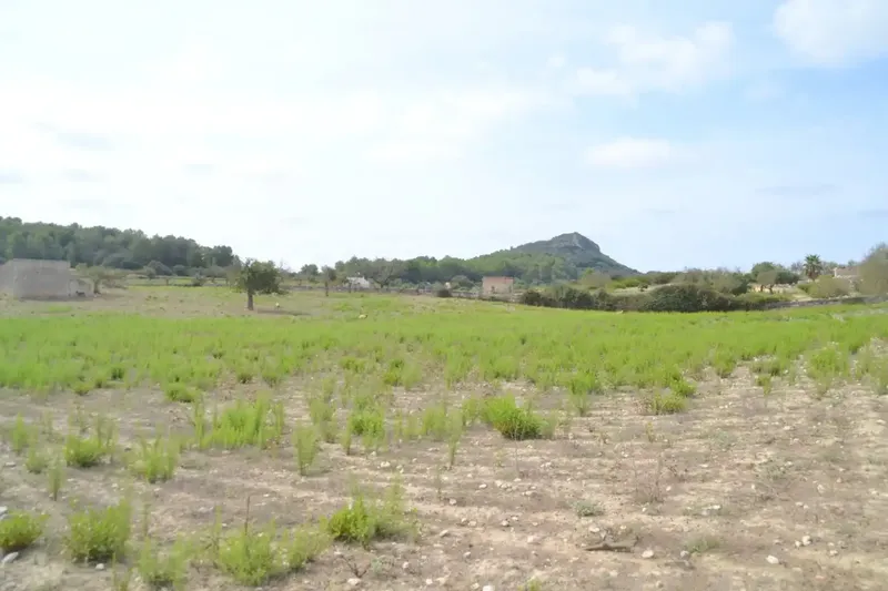In the middle of Pla de Mallorca, in the municipality of Sineu, we have this finca of about 14,590 m2 of land, fenced finca with several rows of — photo 1