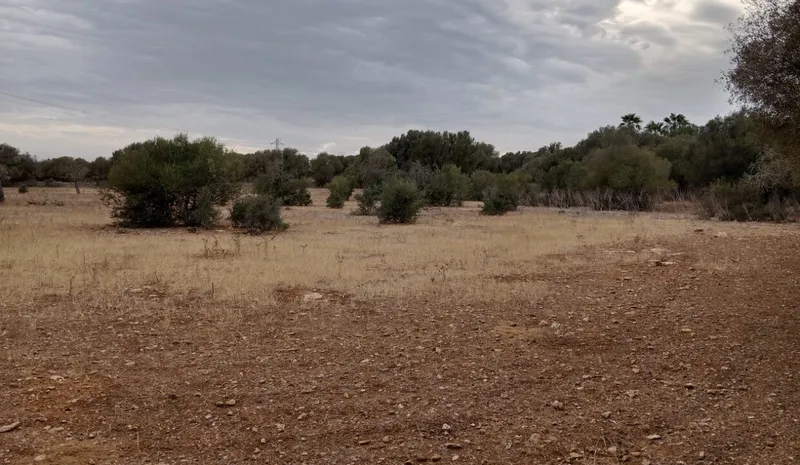 Ultimate rustic plot in Ses Salines, Mallorca for sale — photo 11