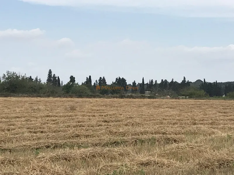 Rustic plot for sale between Porreres and Vilafranca — photo 3