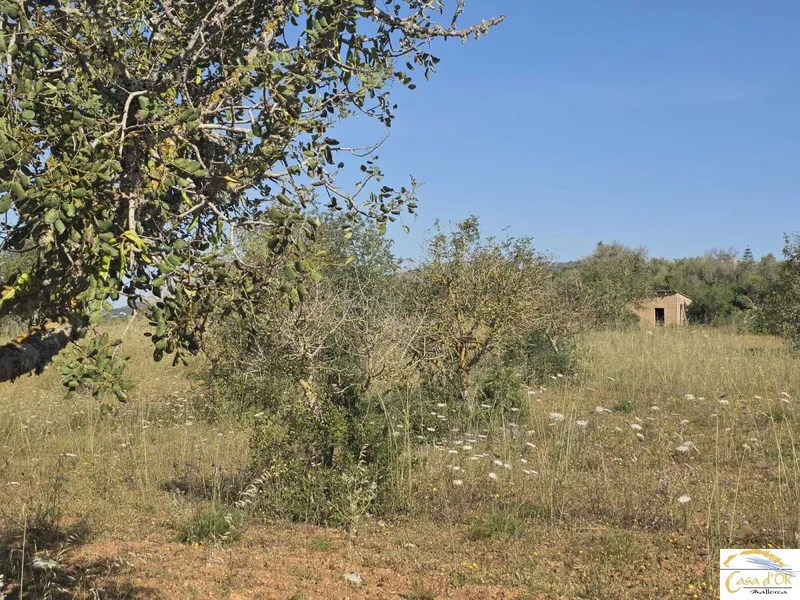Exclusive Building Plot with Mediterranean Serenity near Sant Llorenç des Cardassar — photo 10
