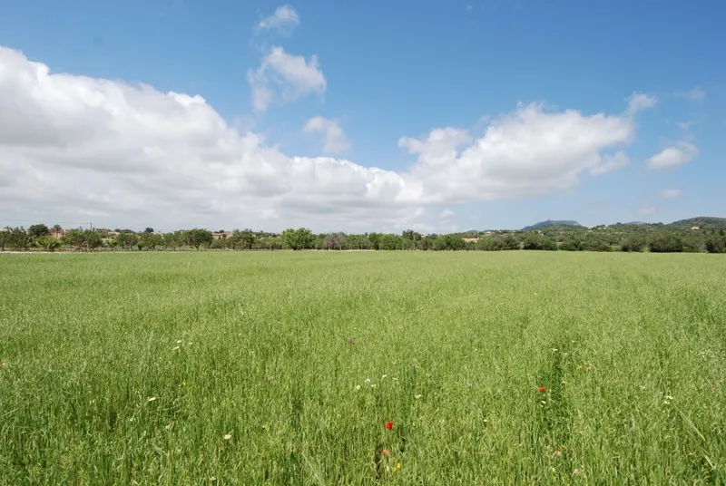 Large rustic plot with beautiful views near Cas Concos — photo 1