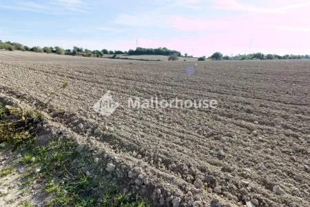 Urbanizable land - Llubí (Llubi), Plot Surface 25600m², Distance to the sea 15 Km. — photo 6