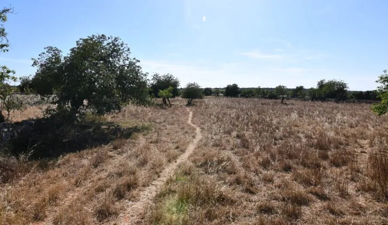 Interesting rustic plot between Santanyi and Cas Concos — photo 6