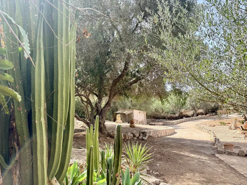 Rustic finca with pool and fountain near Cala Santanyi — photo 3