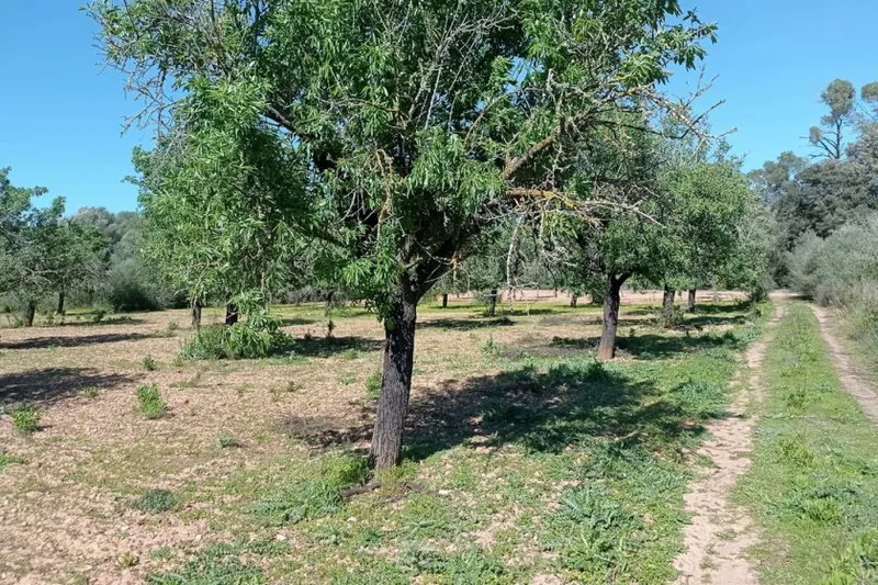 Rustic Plot between Porreres – Montuiri — T 19 VK CM — photo 4