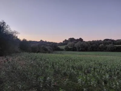 Rustic Land - Manacor (Manacor Centro), Plot Surface 14300m², Distance to the sea 12 Km. — photo 10