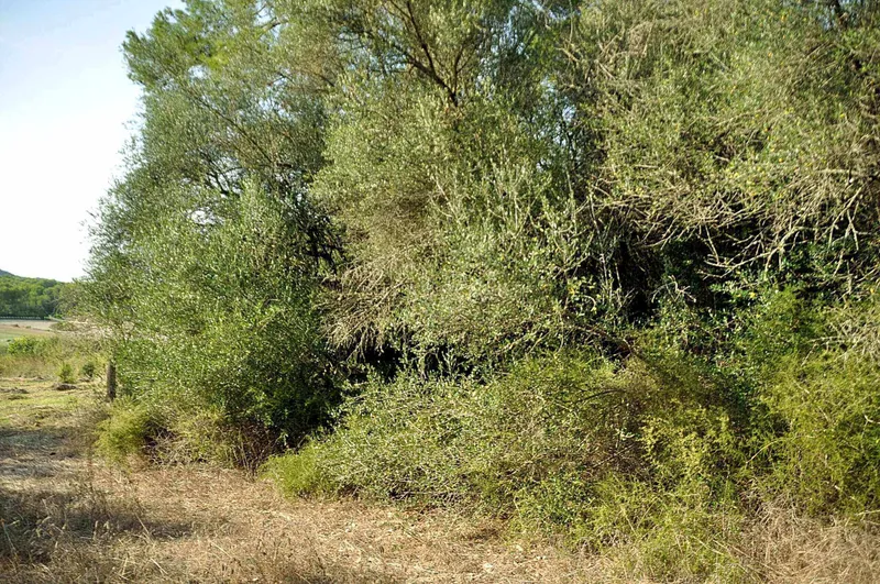 Rustic Land-plot In Sa... — photo 9