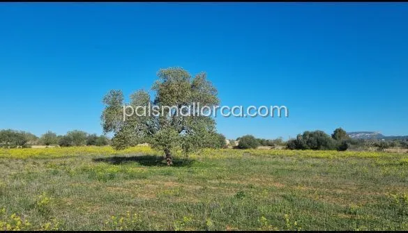 Country House in Llucmajor — photo 10