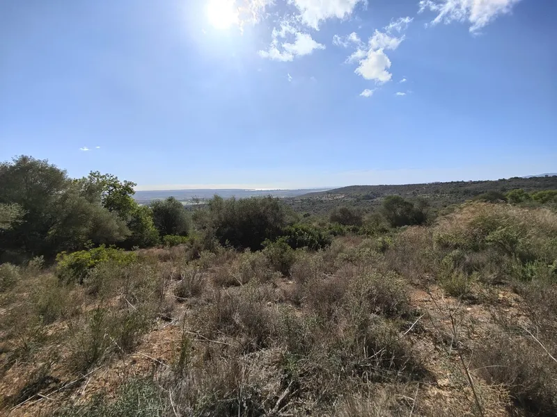 Plot with sea views in Palma — photo 4