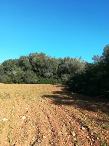 Large plot near Campos in wooded area — T 06 CM — photo 11