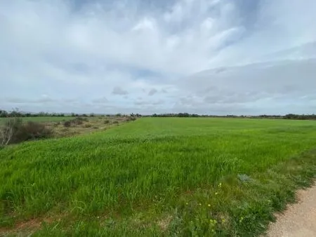 Rural Land - Felanitx, Plot Surface 15817m² — photo 4