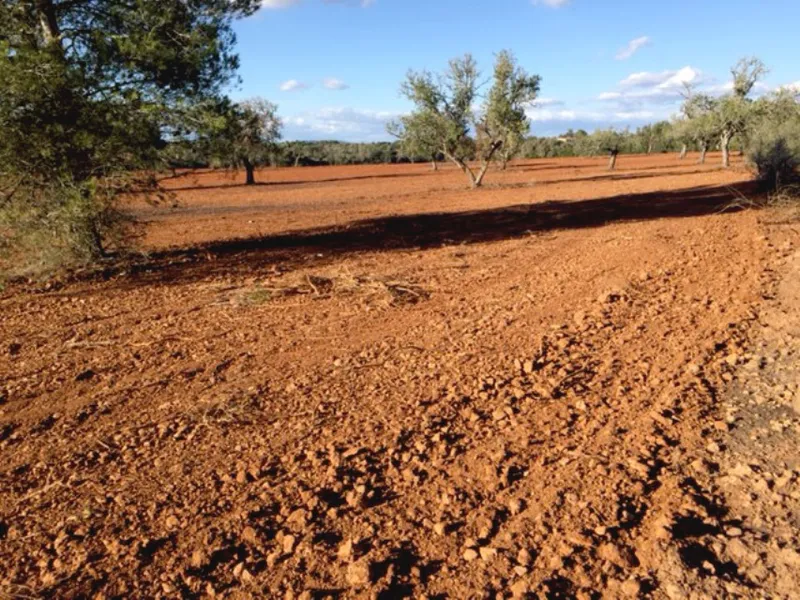 Country Plot of Land between Campos and Felanitx — photo 2