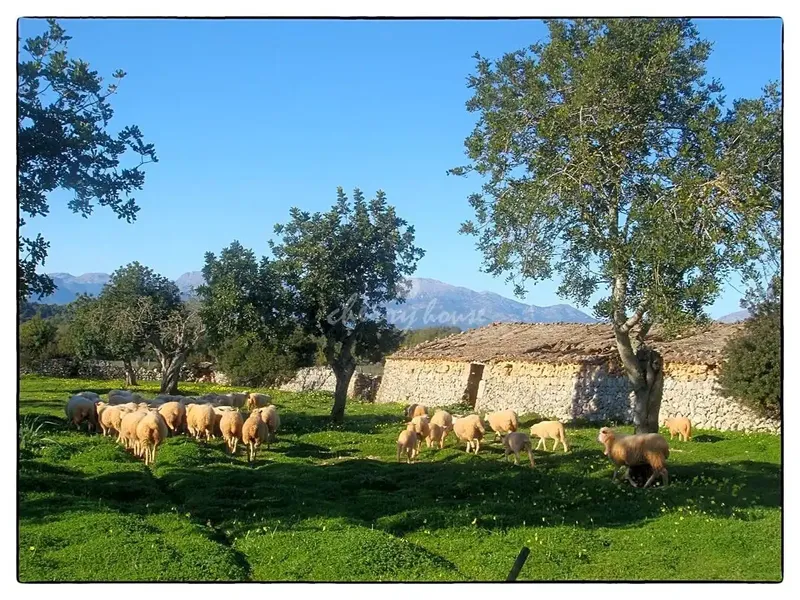 Exclusive rustic estate of Son Marrón, result of segregations of the ancient Islamic farmhouse, which in the year 1232 was called Beni-Taref — photo 3
