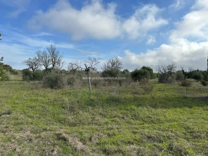 Plot in Santa Maria, Son Llaut Industrial Area — photo 7