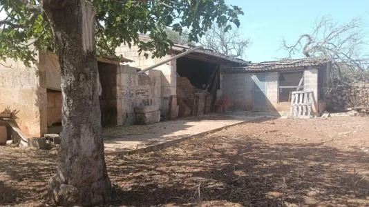 Rustic Land - Santa Margalida — photo 2