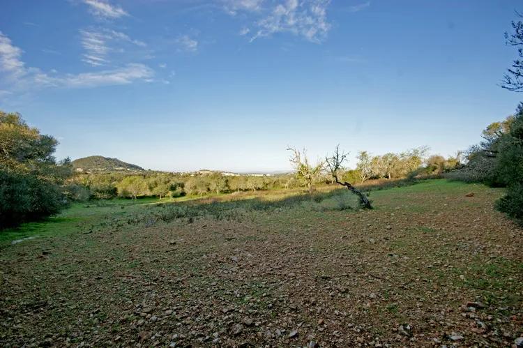 Rustic plot between Felanitx and Portocolom — T 28 VK CM — photo 2