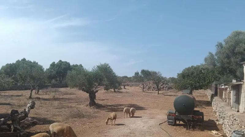 Rustic Land - Santa Margalida, Plot Surface 5000m² — photo 1