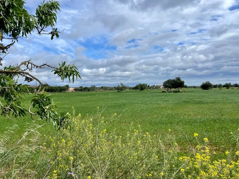 Buildable plot in a flat and quiet location between Campos and Sa Ràpita — photo 1