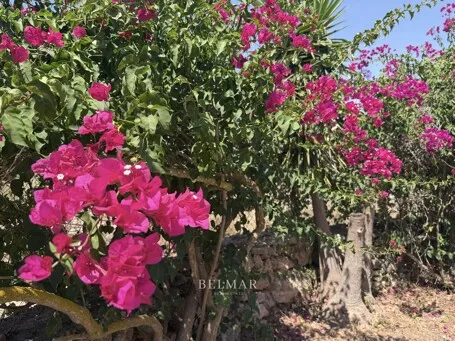 Rustic finca with an idyllic garden and pool between Son Carrio and Porto Cristo — photo 7