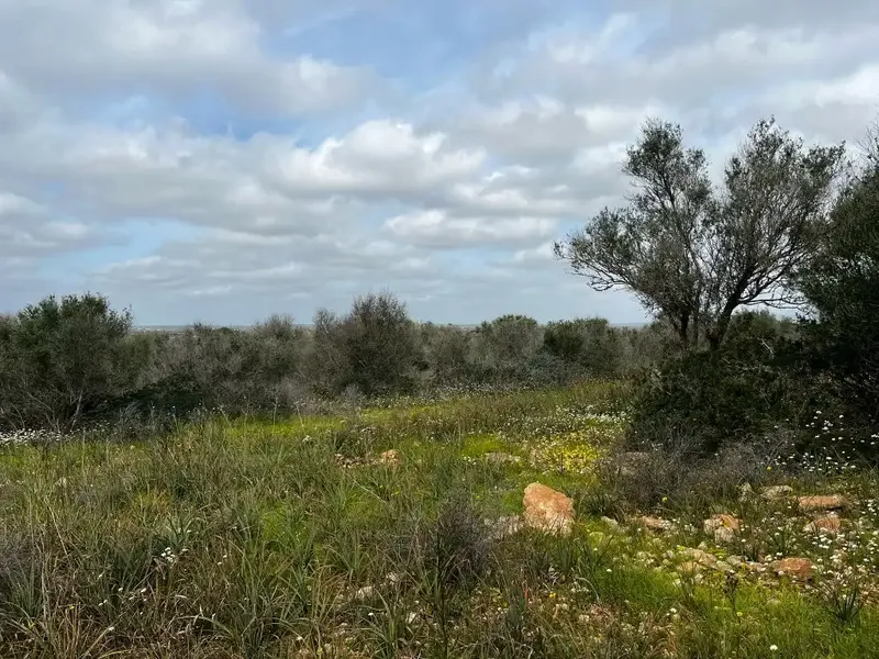 If you dream of building a unique home in a privileged natural environment, this spectacular rustic estate in the Son Trompa area is — photo 6