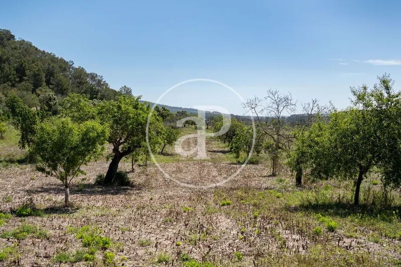 Land in Montuïri, Province of Balearic Islands — photo 5