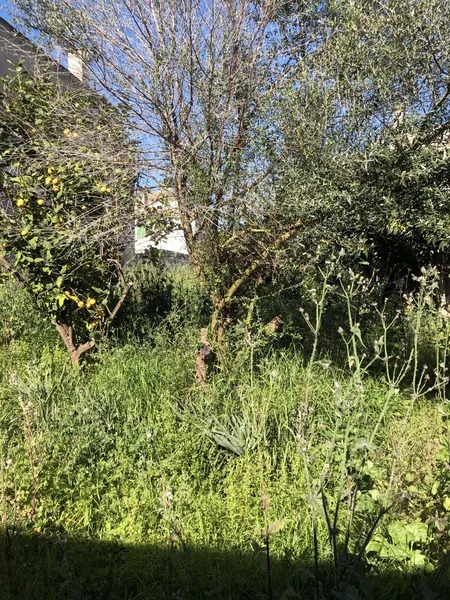 Interesting plot with possibility of building 2 houses in Campos — photo 1