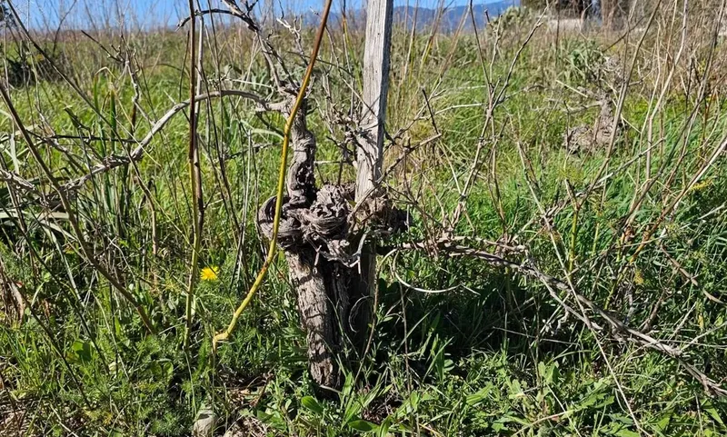 Plot in Santa Maria — photo 4