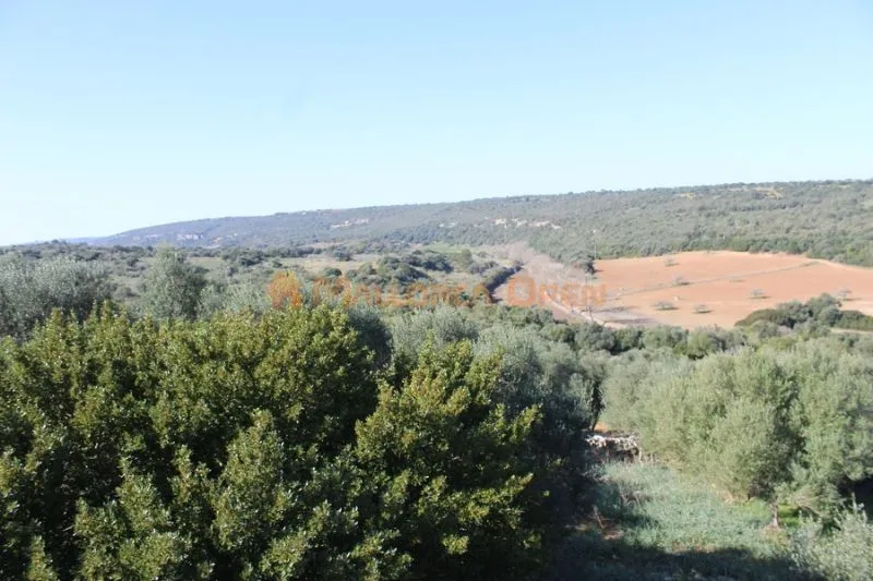 Fantastic house for sale with guest apartment between Manacor and Alcudia — photo 3