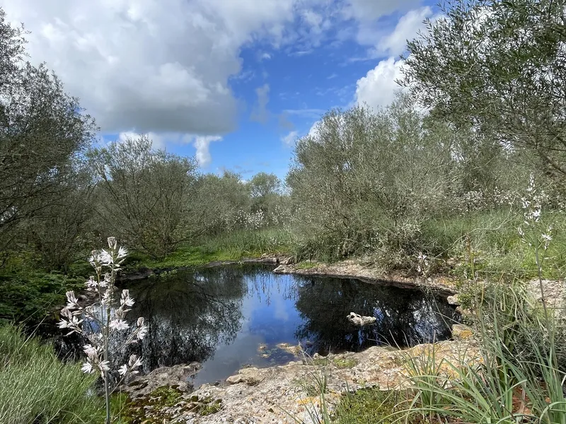 Rustic finca for full renovation with distant views of the Sierra de Tramuntana, Campos — photo 5