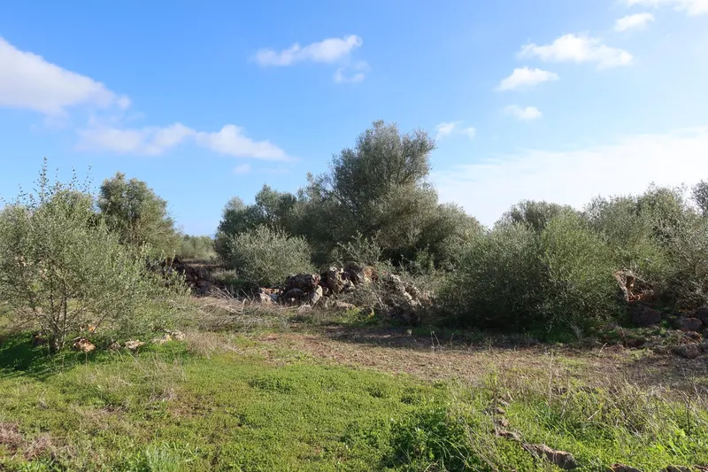 Buildable plot with great privacy in Campos – 14,625 m² — photo 6
