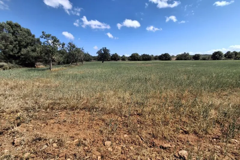 Large plot with cedula - Santanyi-Campos - T 14 — photo 4