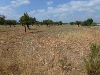 Rural Land - Binissalem, Built Surface 8502 m², Plot Surface 43192 m² — photo 5