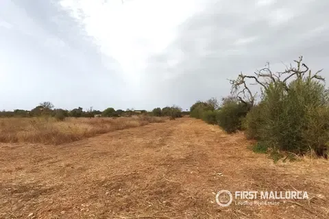 Land in Campos, Mallorca — photo 3