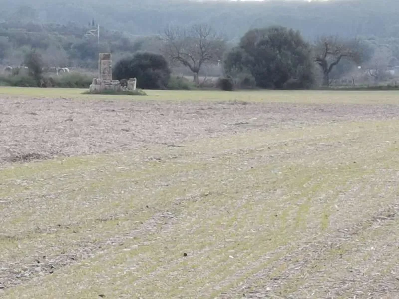 2 plots with 31400m2 buildable in Sineu — photo 5