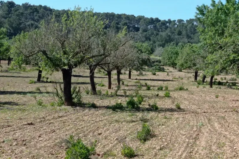 Rustic Plot between Porreres – Montuiri — T 19 VK CM — photo 3