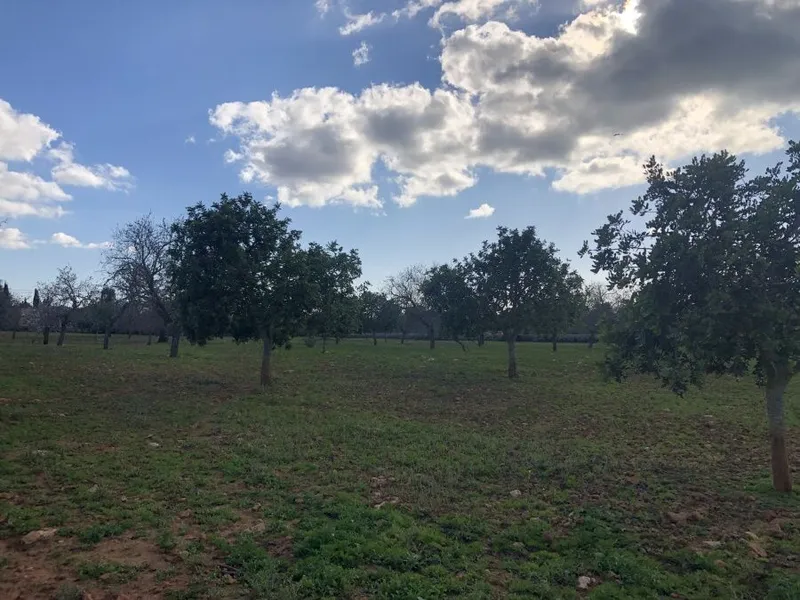 Plot very well located between Santanyi and Cas Concos — photo 5
