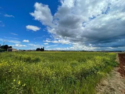 Urbanizable land - Sa Pobla (Sa Pobla) — photo 1